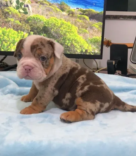 FILHOTES DE AMERICAN BULLY À DISPOSIÇÃO