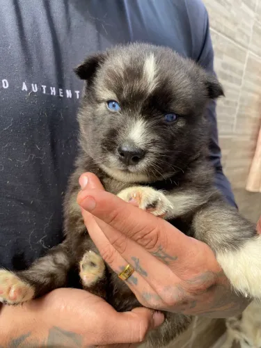 Husky siberiano ! Esse ursinho vai te dar muito amor