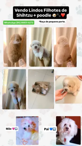 Lindos Filhotes de Shihtzu + poodle.