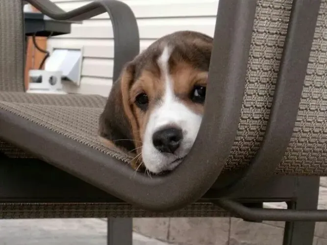 Beagle Pet disponível para quem busca um companheiro