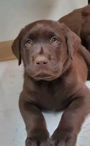 Labrador ambiente familiar