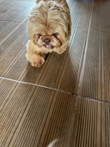 Cachorros para doação shih tzu