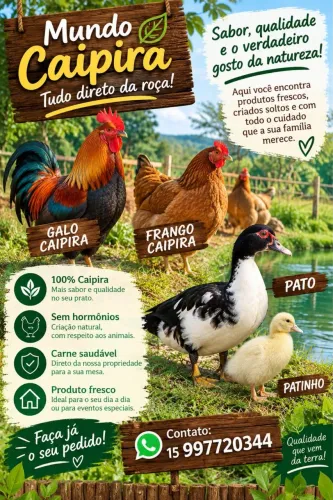 Vendo galo frango pato e patinho