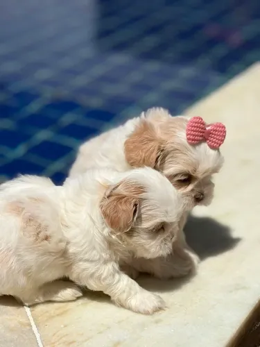 Shih Tzu mini 