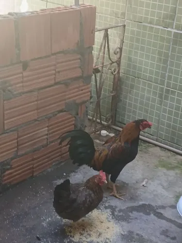 Troco galinhas nanicas