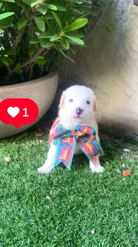 Cachorro poodle com maltês branquinho macho 