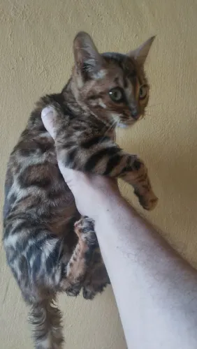 Bengal