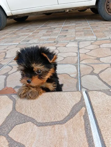 Macho de yorkshire terrier mini