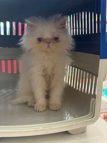 Gato persa