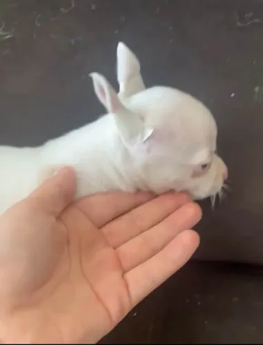 Chihuahua micro pelo curto fêmea 