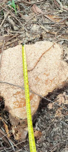 FLORESTA PLANTADA À VENDA VALOR A COMBINAR EM ROLANTE RS