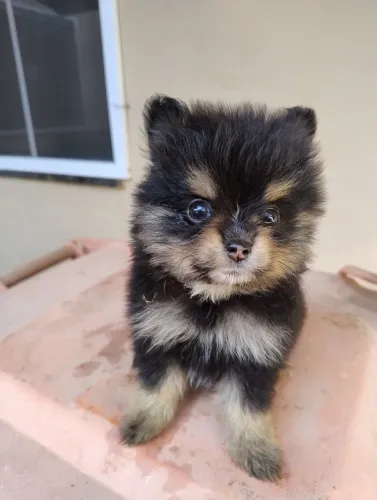 Vendo filhote Spitz alemão Mini fêmea Black TAM