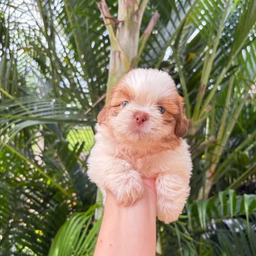 Shihtzu macho ENTREGA IMEDIATA