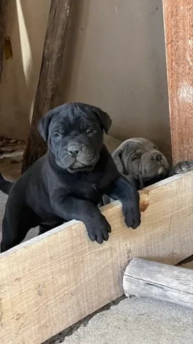 CANE CORSO MACHO