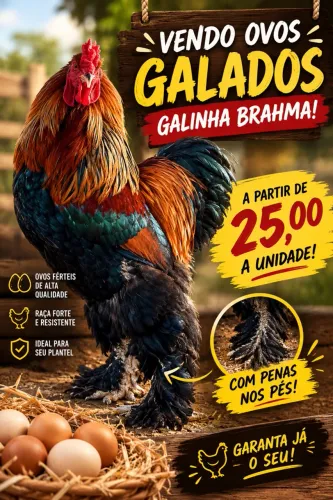 Ovos de Galinha Brahma