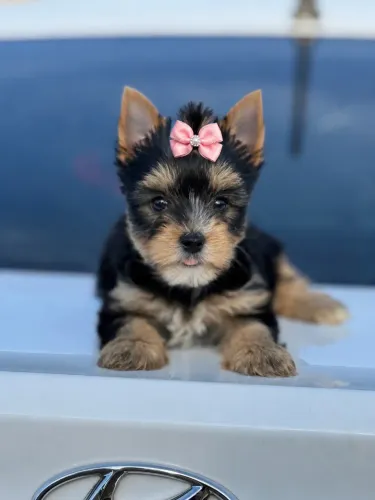 Yorkshire mini femea sua melhor companhia !!