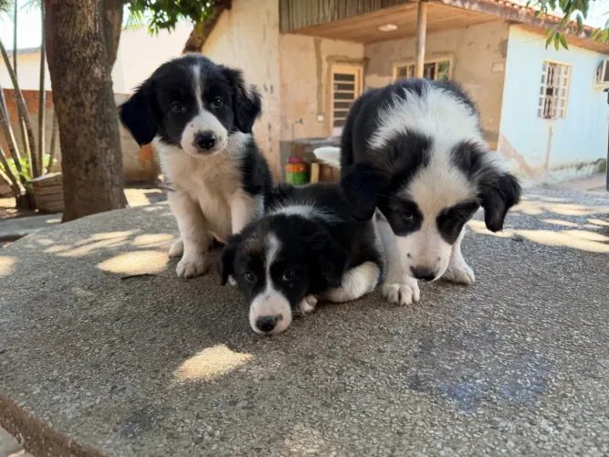 Filhotes Border Collie Black and White Puros
