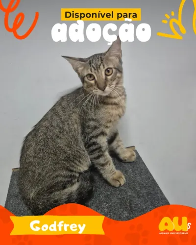 Gatos para adoção (machos e femea)