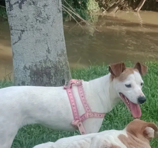 Doação responsável.. Amora