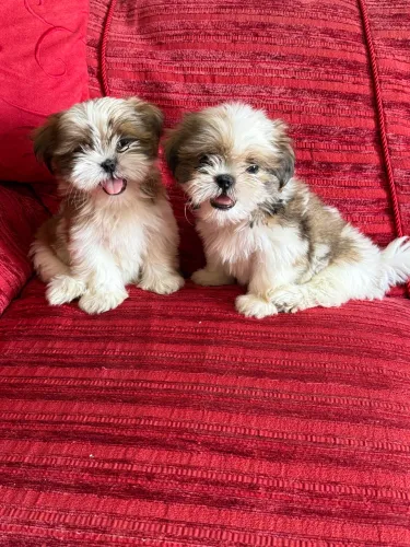 Shih tzu mini Filhotinhos super fofos pronta entrega