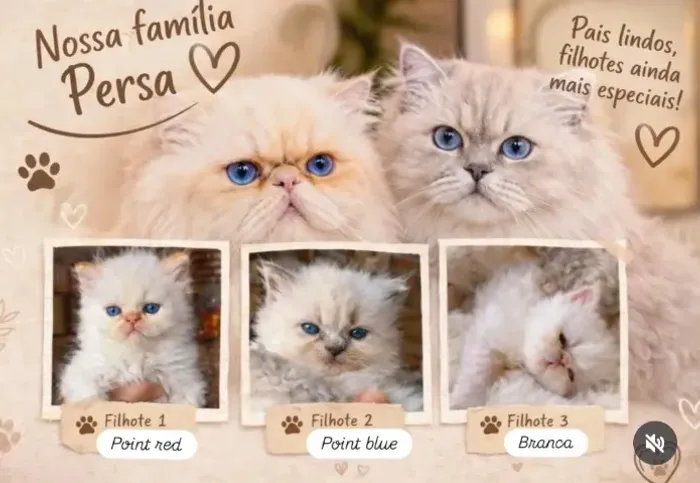 Gato persa