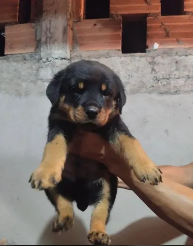 Filhote(macho) rottweiler