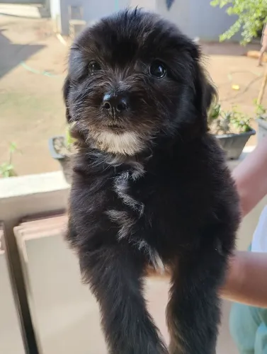 Poodle/Yorkshire 