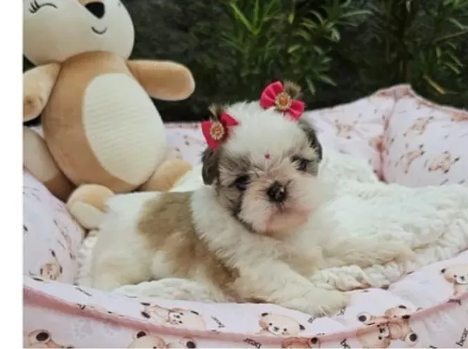 Shihtzu Mini Os Mais Incríveis Filhotes.
