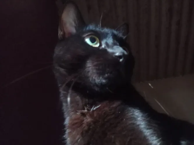 Doação gato