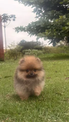 Filhote de Spitz Alemão Fêmea 