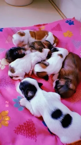 Vendo filhotes de shiu tzu
