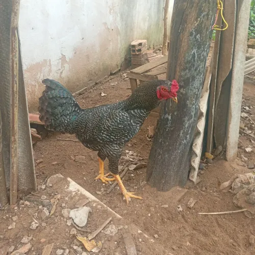 Vendo galo e galinha