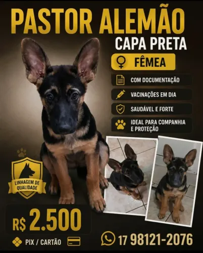 Pastor Alemão Capa Preta Femea