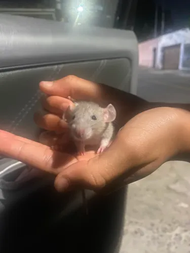 Ratos Twitter 