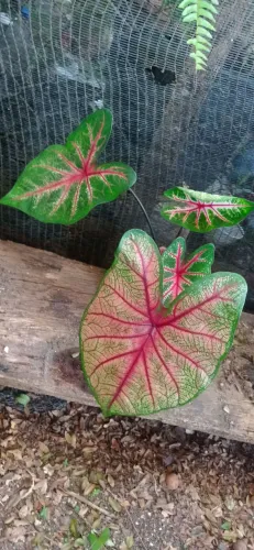 Caladium