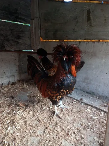 Ovos galado de galinha Polonesa