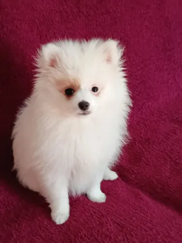 Cachorro