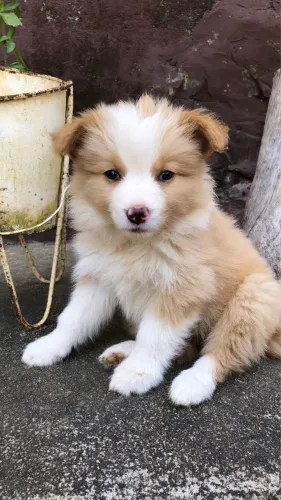 Filhotes de border collie 