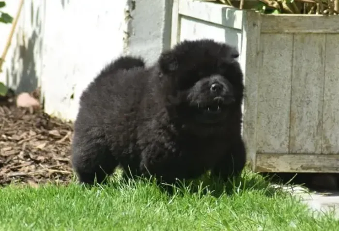 Filhote chow-chow, Fofura garantida em quatro patinhas!