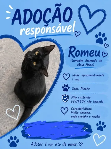 Gato para adoção