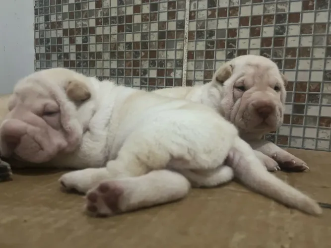 Sharpei filhote