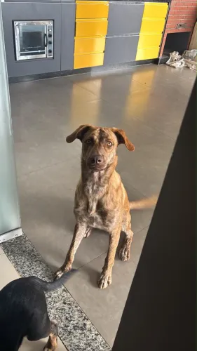 Doação de cachorro SR (FILA + LABRADOR)