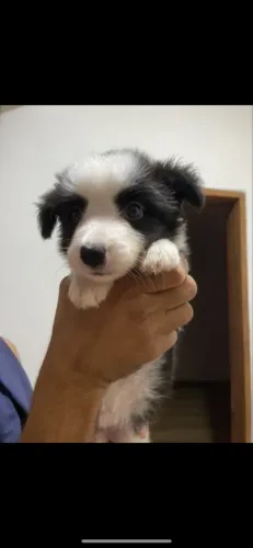 Lindas border collie