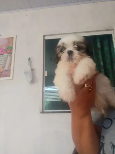 Macho disponível para venda
