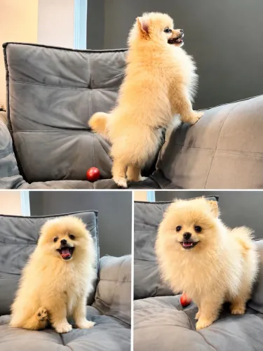 LULU DA POMERANIA ANÃO / SPITZ