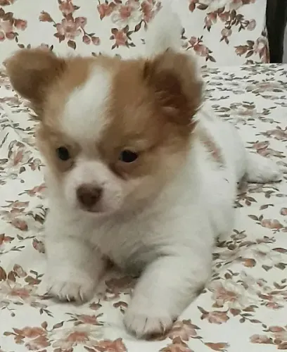 Chihuahua cores exóticas e padrão único da raça, adquira conosco *