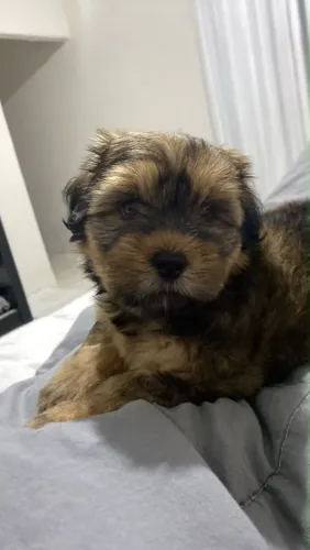 Yorkshire Terrier