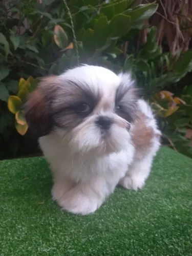 Filhote shih tzu mini