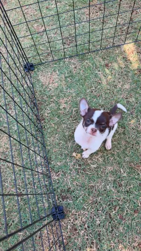 chihuahua