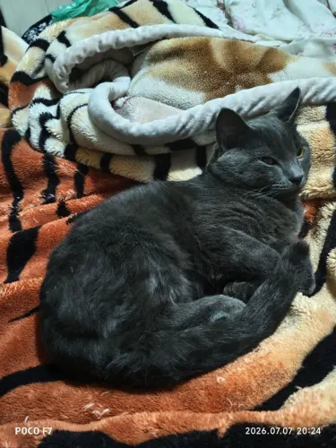 Filhote de gato cinza 7 meses 